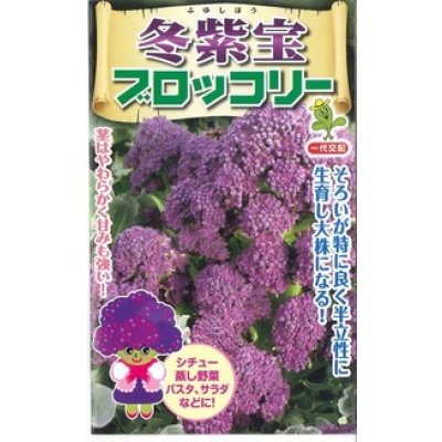 画像1: 送料無料　[ブロッコリー]　冬紫宝　60粒　小林種苗