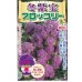 画像1: 送料無料　[ブロッコリー]　冬紫宝　60粒　小林種苗 (1)