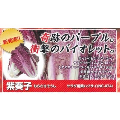 画像4: 送料無料　[白菜]　紫奏子(紫白菜)　40粒　ナント種苗（株）