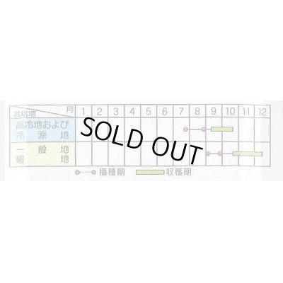 画像4: [大根]　天安紅心2号　20ml　サカタ育成