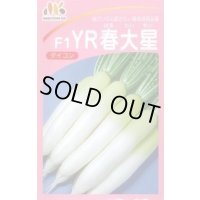 [大根] YR春大星 ヴィルモランみかど