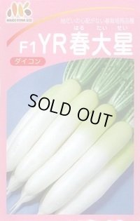 [大根] YR春大星 ヴィルモランみかど