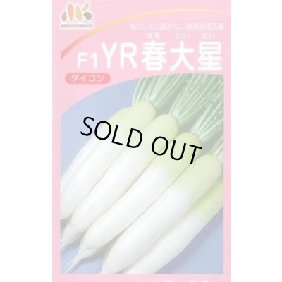 画像1: [大根]　YR春大星　ヴィルモランみかど