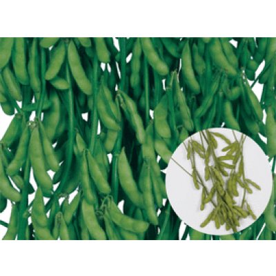 画像6: 送料無料　[枝豆]　味風香　70ml(およそ160粒)　雪印種苗(株)