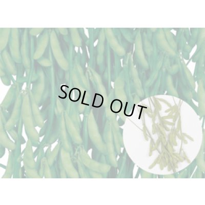 画像6: 送料無料　[枝豆]　味風香　70ml(およそ160粒)　雪印種苗(株)