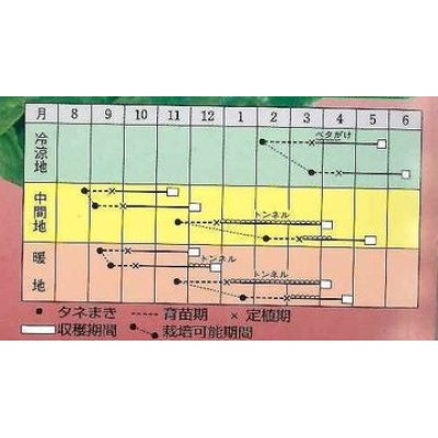 画像2: [レタス]　マリア　ペレット種子１００粒　タキイ種苗（株）