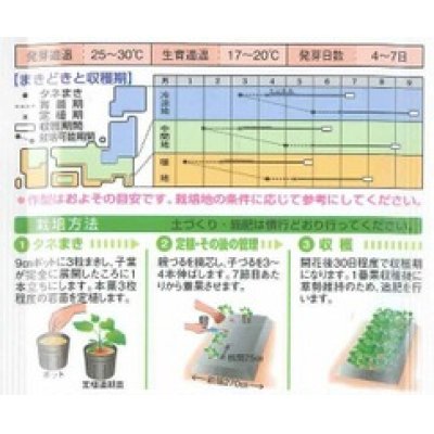 画像2: [かぼちゃ]　バターナッツ　16粒　タキイ種苗（株）　GF　