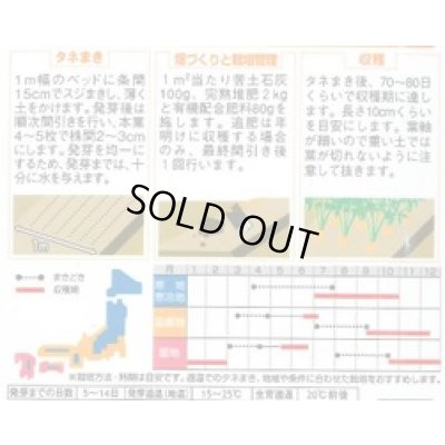 画像2: [人参] ベビーキャロット ミニニンジン 約800粒 (株)サカタのタネ 実咲250(003117)