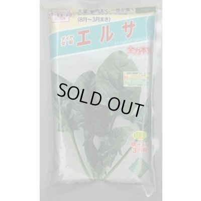 画像1: [ほうれんそう]　エルサ　　3万粒（種子サイズ：Ｍ）　トキタ種苗(株)