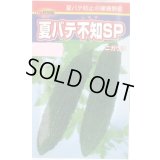 送料無料　[ゴーヤ]　夏バテ不知SP　10粒　渡辺農事