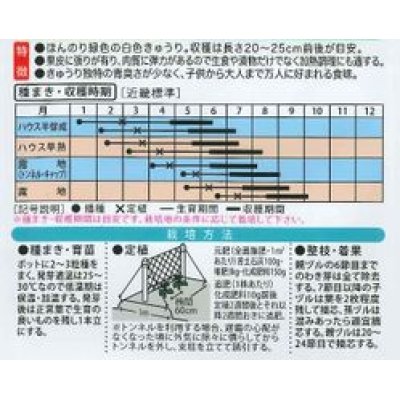 画像2: [キュウリ]　ホワイティ２５　10粒　大和農園