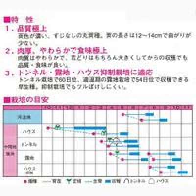 画像2: [いんげん]　カリーノ　1ｄｌ　渡辺農事