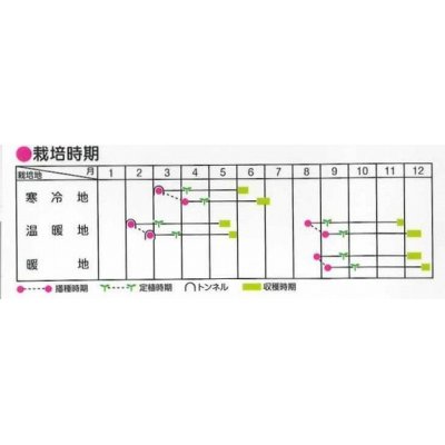 画像3: [レタス]　キングクラウン　約550粒　サカタのタネ（株）　実咲300