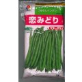 [いんげん]　恋みどり　1L　タキイ種苗(株)