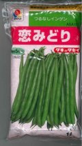 [いんげん]　恋みどり　1L　タキイ種苗(株)