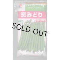 [いんげん]　恋みどり　1L　タキイ種苗(株)