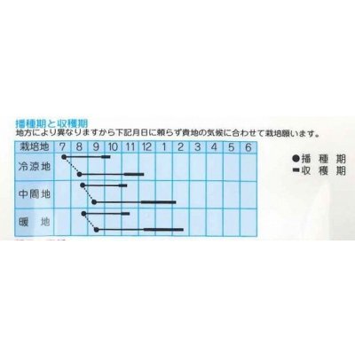 画像2: 送料無料　[大根]　京の冬聖護院大根　8ml（約300粒）　(株)タカヤマシード