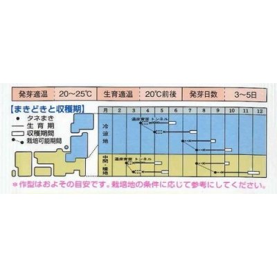 画像2: [白菜]　CRお黄にいり　5000粒 ペレット種子　タキイ種苗（株）