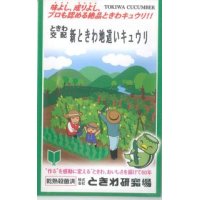 [キュウリ]　新ときわ地這いキュウリ　40粒　　（株）（株）ときわ研究場