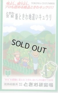 送料無料　[キュウリ]　新ときわ地這いキュウリ　40粒　(株)ときわ研究場
