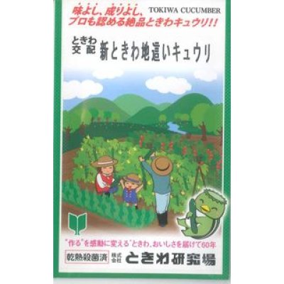 画像1: [キュウリ]　新ときわ地這いキュウリ　40粒　　（株）（株）ときわ研究場