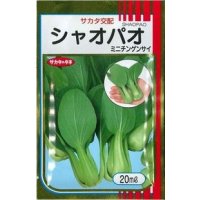 送料無料　[中国野菜]　シャオパオ(ミニチンゲンサイ)　20ml　（およそ4800粒）（株）サカタのタネ