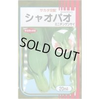 送料無料　[中国野菜]　シャオパオ(ミニチンゲンサイ)　20ml　（およそ4800粒）（株）サカタのタネ
