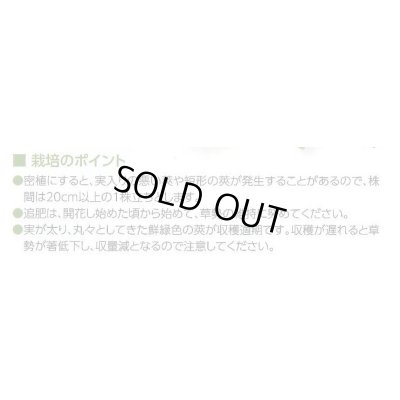 画像2: 送料無料　[豆類]　大莢豌豆　豊姫　20ml　松永種苗(株)