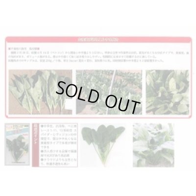 画像2: [ほうれんそう]　エルサ　　3万粒（種子サイズ：Ｍ）　トキタ種苗(株)