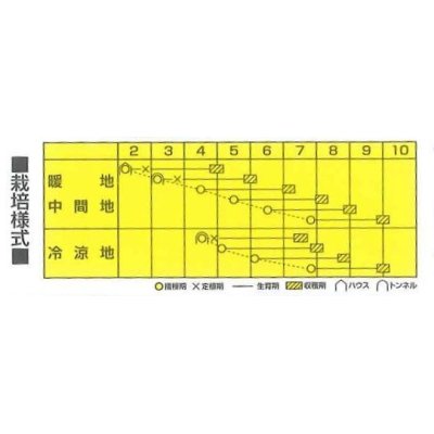 画像2: [枝豆]　初だるま　1000粒　カネコ育成