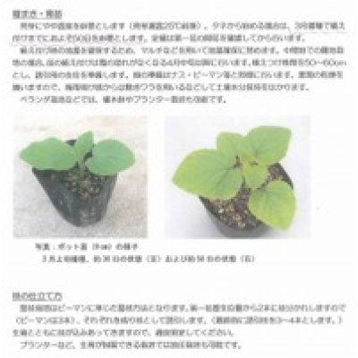 画像5: 送料無料　キャンディーランタン　14粒　（株）大和農園