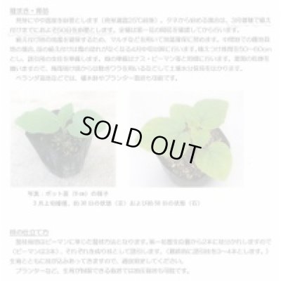 画像6: 送料無料　キャンディーランタン　100粒　（株）大和農園