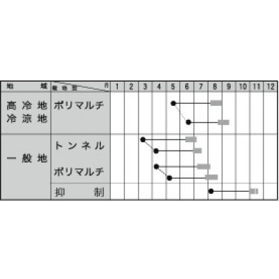 画像2: [とうもろこし]　ミルキースイーツ88ST　2000粒　トキタ種苗(株)