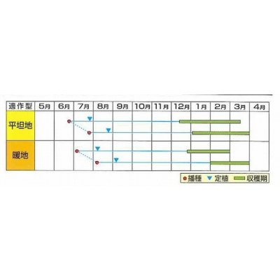 画像2: 送料無料　[ブロッコリー]　冬紫宝　60粒　小林種苗