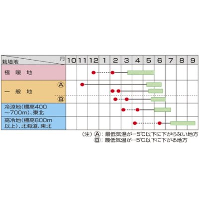 画像2: [えんどう]スナックエンドウ　1dl（およそ315粒）　サカタのタネ（株）