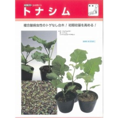 画像3: [台木/ナス用]　トナシム　1000粒　タキイ種苗（株）