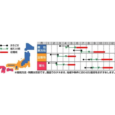 画像3: 送料無料　[ブロッコリー]　緑嶺　20ml　(株)サカタのタネ