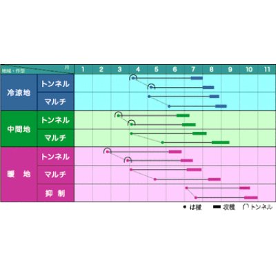 画像2: [とうもろこし]　サニーショコラ88　200粒　ヴィルモランみかど