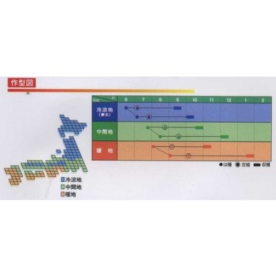 画像4: [ブロッコリー] 幸よし 1.2ml 貴種(コートしてません) ヴィルモランみかど（株）