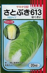 白菜　さとぶき613　20ml　（株）サカタのタネ