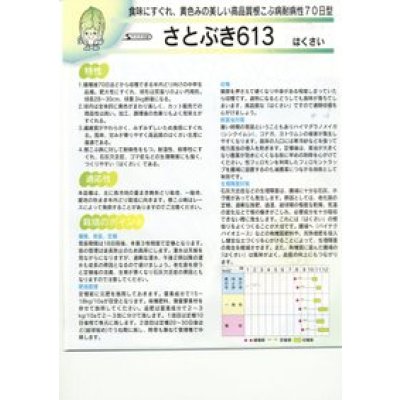 画像2: 白菜　耐病黄芯やわらか甘い70日(さとぶき613)　約130粒　(株)サカタのタネ　実咲450（002933）
