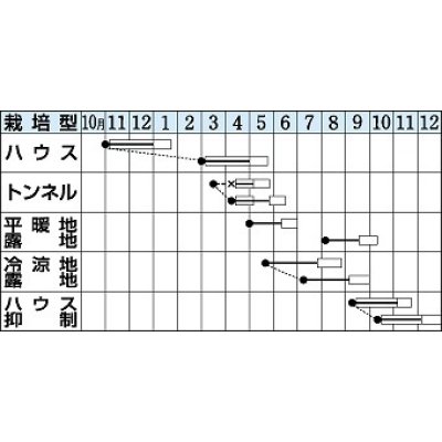 画像3: [いんげん]　さつきみどり２号　1dl（およそ270粒）タキイ種苗