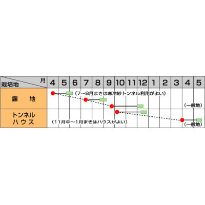 画像2: [中国野菜]　チンゲンサイ　青帝チンゲンサイ　約500粒　サカタのタネ（株）　実咲300