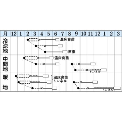 画像2: [レタス]　シスコ　0.9ml （およそ466粒）　タキイ種苗（株）　GF