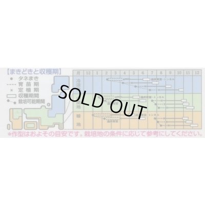 画像2: 送料無料　[カリフラワー]　スノークラウン　1.3ml　タキイ種苗(株)　DF