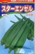 送料無料　[オクラ]　スターエンゼル　200粒　渡辺交配