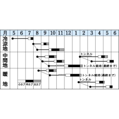 画像2: [かぶ]　スワン　6.5ｍｌ　タキイ種苗（株）　DF　