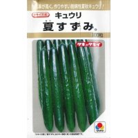 [キュウリ]　夏すずみ　100粒　タキイ種苗（株）