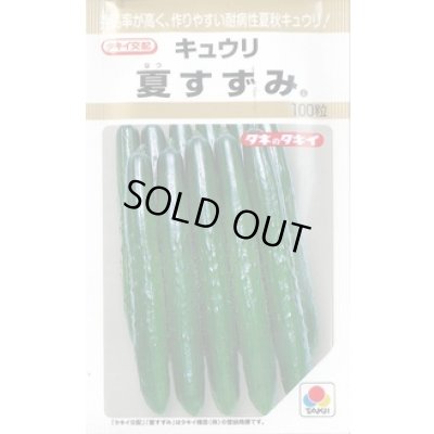 画像1: 送料無料　[キュウリ]　夏すずみ　100粒　タキイ種苗(株)