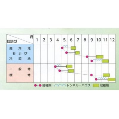 画像3: [白菜]　タイニーシュシュ　ペレット5000粒　サカタのタネ（株）